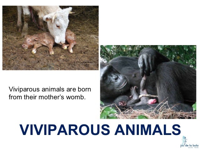 Resultado de imagen de viviparous animals