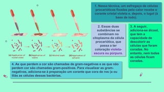 1. Nessa técnica, um esfregaço de células
procarióticas fixadas pelo calor recebe o
corante cristal violeta e, depois, o lugol (à
base de iodo).
2. Essas duas
substâncias se
combinam no
citoplasma da célula
procariótica, que
passa a ter
coloração violeta-
escura ou púrpura.
3. A seguir,
adiciona-se álcool,
que tem a
capacidade de
descolorir as
células que foram
coradas. No
entanto, nem todas
as células ficam
coradas.
4. As que perdem a cor são chamadas de gram-negativas e as que não
perdem cor são chamadas gram-positivas. Para visualizar as gram-
negativas, adiciona-se à preparação um corante que cora de ros (a ou
lilás as células dessas bactérias.
 
