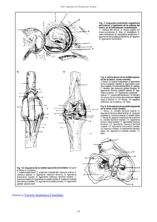 03 artrologia | PDF