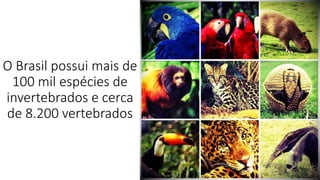 O Brasil possui mais de
100 mil espécies de
invertebrados e cerca
de 8.200 vertebrados
 