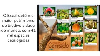 O Brasil detém o
maior patrimônio
de biodiversidade
do mundo, com 41
mil espécies
catalogadas
 