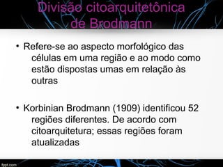Divisão citoarquitetônica
de Brodmann
●
Refere-se ao aspecto morfológico das
células em uma região e ao modo como
estão dispostas umas em relação às
outras
●
Korbinian Brodmann (1909) identificou 52
regiões diferentes. De acordo com
citoarquitetura; essas regiões foram
atualizadas
 