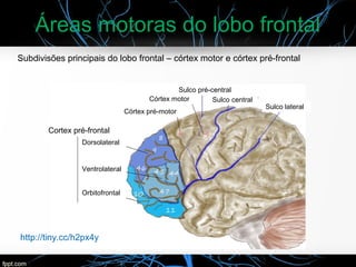 Áreas motoras do lobo frontal
Subdivisões principais do lobo frontal – córtex motor e córtex pré-frontal
Cortex pré-frontal
Dorsolateral
Ventrolateral
Orbitofrontal
Córtex pré-motor
Córtex motor
Sulco pré-central
Sulco central
Sulco lateral
http://tiny.cc/h2px4y
 