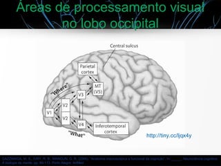Áreas de processamento visual
no lobo occipital
GAZZANIGA, M. S., IVRY, R. B., MANGUN, G. R. (2006). “Anatomia macroscópica e funcional da cognição”. In: _____, Neurociência cognitiva:
A biologia da mente, pp. 80-113. Porto Alegre: ArtMed
http://tiny.cc/ljqx4y
 