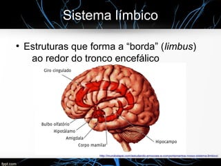 Sistema límbico
●
Estruturas que forma a “borda” (limbus)
ao redor do tronco encefálico
http://mundodapsi.com/estudando-emocoes-e-comportamentos-nosso-sistema-limbico/
 