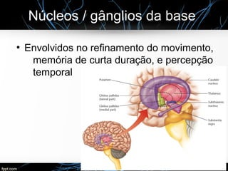 Núcleos / gânglios da base
●
Envolvidos no refinamento do movimento,
memória de curta duração, e percepção
temporal
 