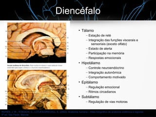 Diencéfalo
●
Tálamo
– Estação de relé
– Integração das funções viscerais e
sensoriais (exceto olfato)
– Estado de alerta
– Participação na memória
– Respostas emocionais
●
Hipotálamo
– Controle neuroendócrino
– Integração autonômica
– Comportamento motivado
●
Epitálamo
– Regulação emocional
– Ritmos circadianos
●
Subtálamo
– Regulação de vias motoras
ROHEN, J. W., YOKOCHI, C., LÜTJEN-DRECOLL, E. (2002). Anatomia humana – Atlas fotográfico de anatomia sistêmica e regional.
5ª ed. São Paulo: Manole
 