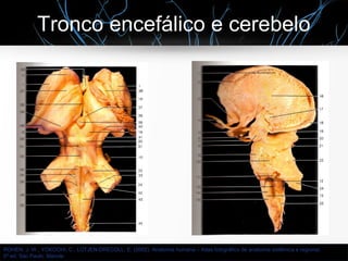 Tronco encefálico e cerebelo
ROHEN, J. W., YOKOCHI, C., LÜTJEN-DRECOLL, E. (2002). Anatomia humana – Atlas fotográfico de anatomia sistêmica e regional.
5ª ed. São Paulo: Manole
 