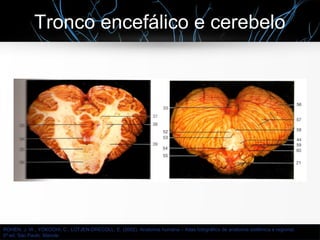 Tronco encefálico e cerebelo
ROHEN, J. W., YOKOCHI, C., LÜTJEN-DRECOLL, E. (2002). Anatomia humana – Atlas fotográfico de anatomia sistêmica e regional.
5ª ed. São Paulo: Manole
 