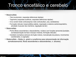 Tronco encefálico e cerebelo
●
Mesencéfalo
– Teto (oculomotor, respostas defensivas rápidas)
– Tegmento (respostas auditivas, respostas defensivas rápidas)
– Crus cerebri (trato corticoespinal, trato corticobulbar, proj. cerebelares)
– Formação reticular mesencefálica (alerta, respiração e sistema cardiorrespiratório,
atividade muscular dos membros, regulação da dor)
●
Metencéfalo
– Ponte (fibras ascendentes e descendentes, núcleos com funções sensoriais [audição,
somatossensação da face e boca] e motoras, formação reticular)
– Cerebelo (complexa estrutura de fução motora, manutenção da postura, movimentos
coordenados, e cognição)
●
Mielencéfalo – Bulbo (n. grácil e cuneiforme para retransmissão de informação
somatossensorial, fibras ascendentes e descendentes, n. olivares)
 