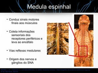 Medula espinhal
●
Conduz sinais motores
finais aos músculos
●
Coleta informações
sensoriais dos
receptores periféricos e
leva ao encéfalo
●
Vias reflexas medulares
●
Origem dos nervos e
gânglios do SNA
ROHEN, J. W., YOKOCHI, C., LÜTJEN-DRECOLL, E. (2002). Anatomia humana – Atlas fotográfico de anatomia sistêmica e regional.
5ª ed. São Paulo: Manole
 