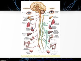 https://www.anatomiadocorpo.com/sistema-nervoso/autonomo-simpatico-parassimpatio/
 
