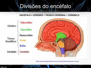 Divisões do encéfalo
ENCÉFALO = CÉREBRO + TRONCO CEREBRAL + CEREBELO
https://www.auladeanatomia.com/novosite/sistemas/sistema-nervoso/
 