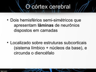 O córtex cerebral
●
Dois hemisférios semi-simétricos que
apresentam lâminas de neurônios
dispostos em camadas
●
Localizado sobre estruturas subcorticais
(sistema límbico + núcleos da base), e
circunda o diencéfalo
 