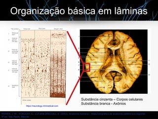 Organização básica em lâminas
https://neurology.mhmedical.com
ROHEN, J. W., YOKOCHI, C., LÜTJEN-DRECOLL, E. (2002). Anatomia humana – Atlas fotográfico de anatomia sistêmica e regional.
5ª ed. São Paulo: Manole
Substância cinzenta – Corpos celulares
Substância branca - Axônios
 