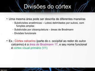Divisões do córtex
●
Uma mesma área pode ser descrita de diferentes maneiras
– Subdivisões anatômicas – Lobos delimitados por sulcos, com
funções amplas
– Subdivisão por citoarquitetura – áreas de Brodmann
– Divisões funcionais
●
Ex.: Córtex calcarino (parte do c. occipital ao redor do sulco
calcarino) é a área de Brodmann 17, e seu nome funcional
é córtex visual primário (V1)
 