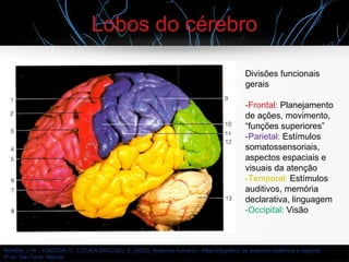 Lobos do cérebro
ROHEN, J. W., YOKOCHI, C., LÜTJEN-DRECOLL, E. (2002). Anatomia humana – Atlas fotográfico de anatomia sistêmica e regional.
5ª ed. São Paulo: Manole
Divisões funcionais
gerais
-Frontal: Planejamento
de ações, movimento,
“funções superiores”
-Parietal: Estímulos
somatossensoriais,
aspectos espaciais e
visuais da atenção
-Temporal: Estímulos
auditivos, memória
declarativa, linguagem
-Occipital: Visão
 