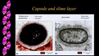 Strep Encapsulated Comprehensive Overview of Bacterial Cell Wall, Membrane, and Capsule ...