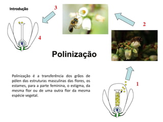 Breno Freitas - A Importância da Polinização | PDF