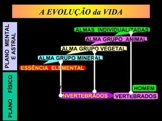 A EVOLUÇÃO da VIDAA EVOLUÇÃO da VIDA
ALMAS INDIVIDUALIZADAS
ALMA GRUPO VEGETAL
ALMA GRUPO MINERAL
ESSÊNCIA ELEMENTAL
HOMEM
VERTEBRADOSINVERTEBRADOS
REINO ANIMAL
ALMA GRUPO ANIMAL
REINO VEGETAL
PLANOFÍSICO
PLANOMENTAL
EASTRAL
A EVOLUÇÃO das FORMAS
 