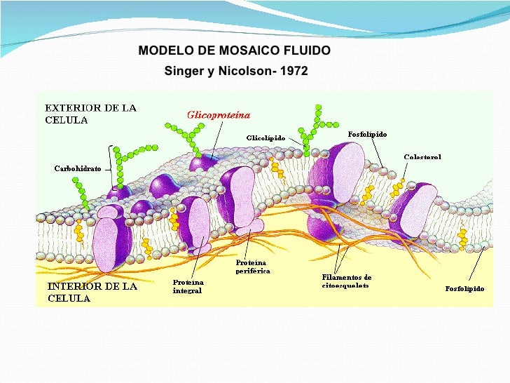 Modelo De Mosaico Fluido Membrana Plasmatica Modelo De Mosaico Fluido Membrana Plasmatica