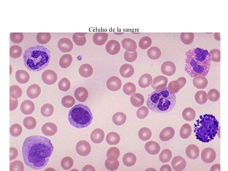 03. celulas de la sangre en tejidos.