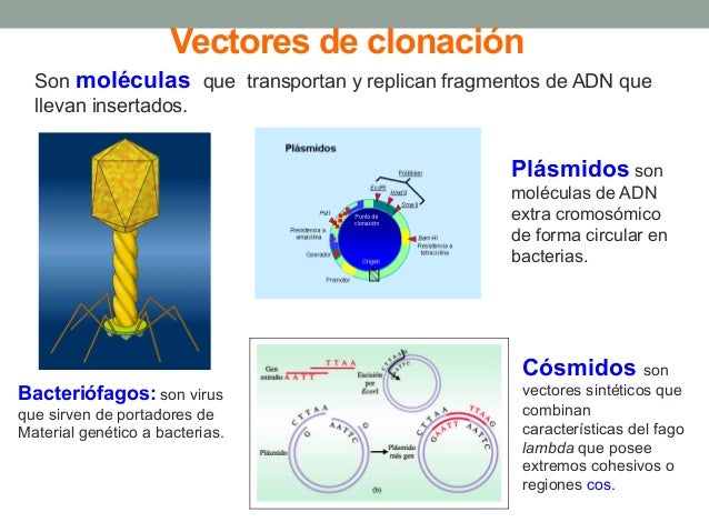 Clase 03 Tecnología del ADN Recombinante
