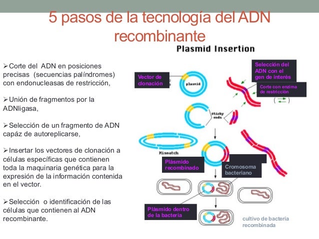 Clase 03 Tecnología del ADN