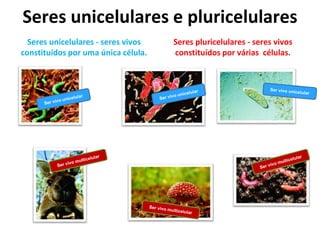 Seres unicelulares e pluricelulares 
Seres unicelulares - seres vivos 
constituídos por uma única célula. 
Seres pluricelulares - seres vivos 
constituídos por várias células. 
 