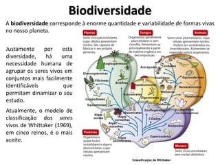 Biodiversidade 
A biodiversidade corresponde à enorme quantidade e variabilidade de formas vivas 
no nosso planeta. 
Justamente por esta 
diversidade, há uma 
necessidade humana de 
agrupar os seres vivos em 
conjuntos mais facilmente 
identificáveis que 
permitam dinamizar o seu 
estudo. 
Atualmente, o modelo de 
classificação dos seres 
vivos de Whittaker (1969), 
em cinco reinos, é o mais 
aceite. 
Classificação de Whittaker 
 