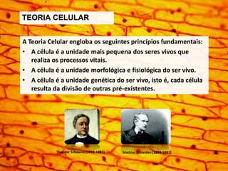 TEORIA CELULAR 
A Teoria Celular engloba os seguintes princípios fundamentais: 
• A célula é a unidade mais pequena dos seres vivos que 
realiza os processos vitais. 
• A célula é a unidade morfológica e fisiológica do ser vivo. 
• A célula é a unidade genética do ser vivo, isto é, cada célula 
resulta da divisão de outras pré-existentes. 
Theodor Schawnn (1810-1882) Mathias Schleiden (1804-1881) 
 
