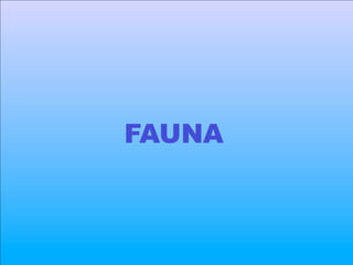 FAUNA
 
