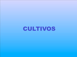 CULTIVOS
 
