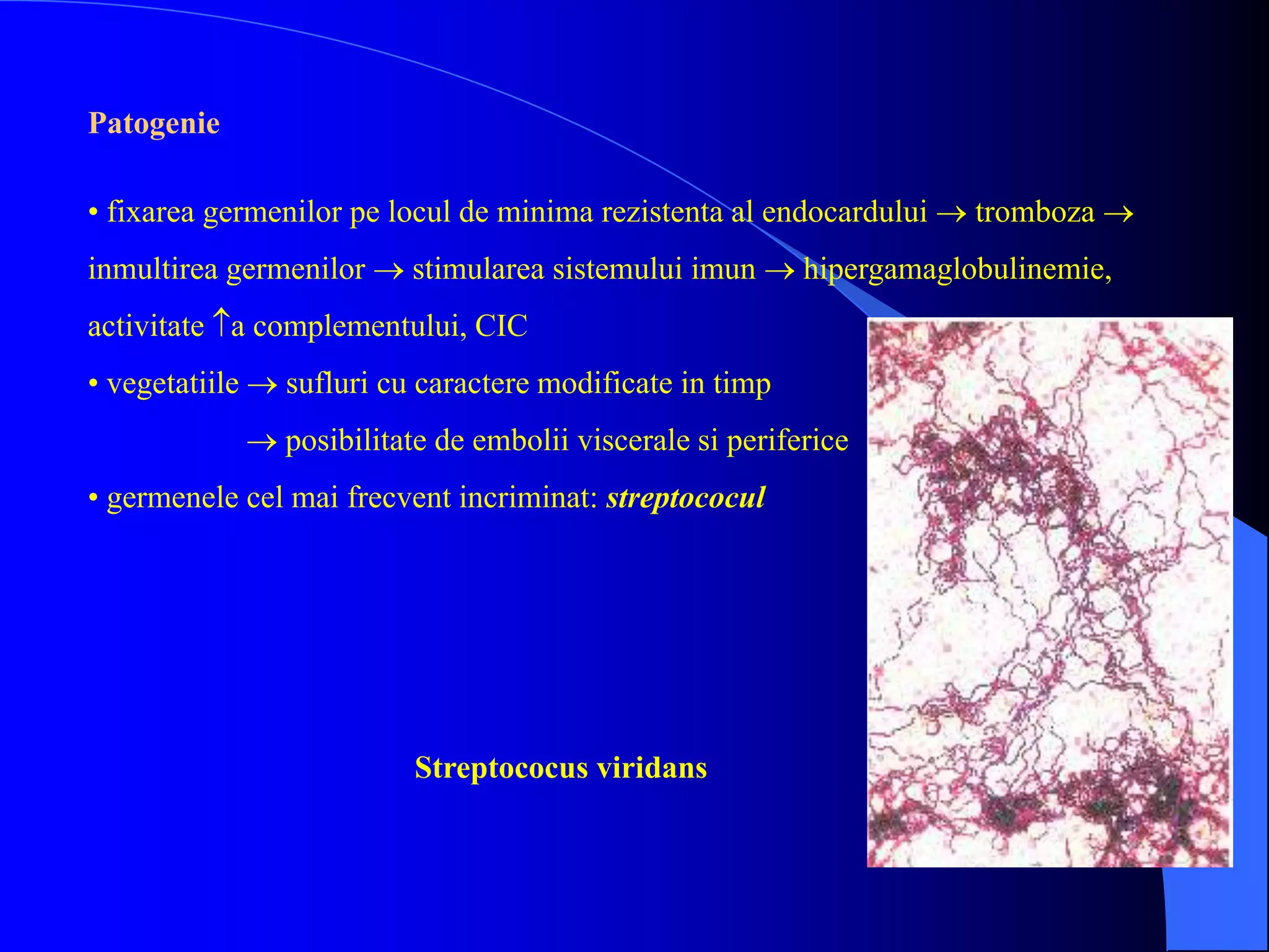Patogenie
• fixarea germenilor pe locul de minima rezistenta al endocardului  tromboza 
inmultirea germenilor  stimularea sistemului imun  hipergamaglobulinemie,
activitate a complementului, CIC
• vegetatiile  sufluri cu caractere modificate in timp
 posibilitate de embolii viscerale si periferice
• germenele cel mai frecvent incriminat: streptococul
Streptococus viridans
 