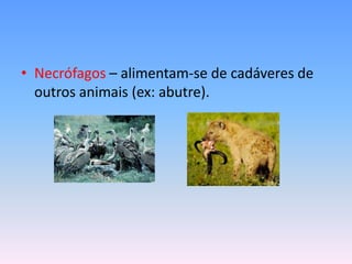 • Necrófagos – alimentam-se de cadáveres de
outros animais (ex: abutre).

 