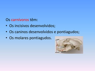 Os carnívoros têm:
• Os incisivos desenvolvidos;
• Os caninos desenvolvidos e pontiagudos;
• Os molares pontiagudos.

 