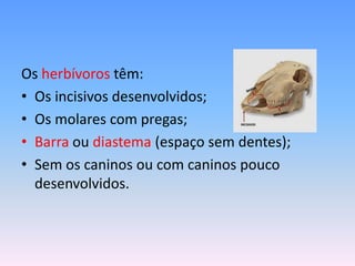 Os herbívoros têm:
• Os incisivos desenvolvidos;
• Os molares com pregas;
• Barra ou diastema (espaço sem dentes);
• Sem os caninos ou com caninos pouco
desenvolvidos.

 