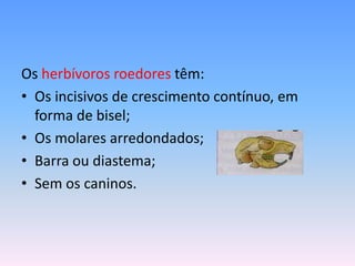 Os herbívoros roedores têm:
• Os incisivos de crescimento contínuo, em
forma de bisel;
• Os molares arredondados;
• Barra ou diastema;
• Sem os caninos.

 