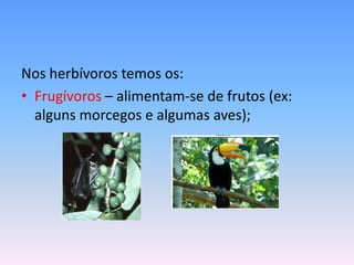Nos herbívoros temos os:
• Frugívoros – alimentam-se de frutos (ex:
alguns morcegos e algumas aves);

 