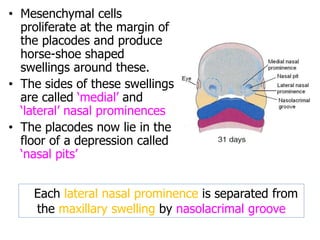 • Mesenchymal cells
proliferate at the margin of
the placodes and produce
horse-shoe shaped
swellings around these.
• The sides of these swellings
are called ‘medial’ and
‘lateral’ nasal prominences
• The placodes now lie in the
floor of a depression called
‘nasal pits’
Each lateral nasal prominence is separated from
the maxillary swelling by nasolacrimal groove
 