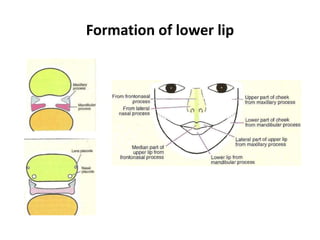 Formation of lower lip
 