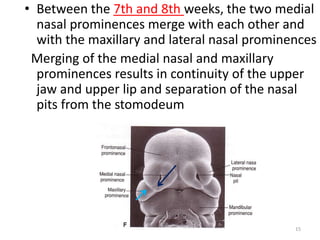 • Between the 7th and 8th weeks, the two medial
nasal prominences merge with each other and
with the maxillary and lateral nasal prominences
Merging of the medial nasal and maxillary
prominences results in continuity of the upper
jaw and upper lip and separation of the nasal
pits from the stomodeum
15
Prof. Makarem
 