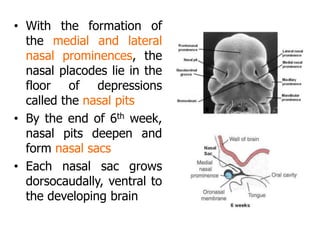 • With the formation of
the medial and lateral
nasal prominences, the
nasal placodes lie in the
floor of depressions
called the nasal pits
• By the end of 6th week,
nasal pits deepen and
form nasal sacs
• Each nasal sac grows
dorsocaudally, ventral to
the developing brain
 