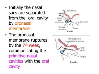 • Initially the nasal
sacs are separated
from the oral cavity
by oronasal
membrane.
• The oronasal
membrane ruptures
by the 7th week,
communicating the
primitive nasal
cavities with the oral
cavity
 