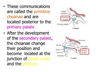 • These communications
are called the primitive
choanae and are
located posterior to the
primary palate
• After the development
of the secondary palate,
the choanae change
their position and
become located at the
junction of nasal cavity
and the pharynx
 