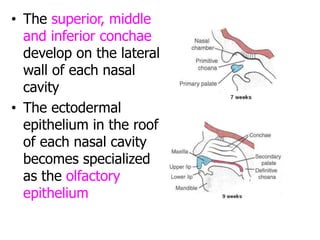 • The superior, middle
and inferior conchae
develop on the lateral
wall of each nasal
cavity
• The ectodermal
epithelium in the roof
of each nasal cavity
becomes specialized
as the olfactory
epithelium
 