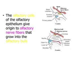 • The olfactory cells
of the olfactory
epithelium give
origin to olfactory
nerve fibers that
grow into the
olfactory bulb
 
