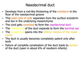Nasolacrimal duct
• Develops from a rod-like thickening of the ectoderm in the
floor of the nasolacrimal groove
• This solid cord of cells separates from the surface ectoderm
and lies in the underlying mesenchyme
• The cord gets canalized to form the nasolacrimal duct
• The cranial end of the duct expands to form the lacrimal sac
• The caudal end opens into the inferior meatus of the nasal
cavity
• The duct is usually becomes completely patent only after
birth
• Failure of complete canalization of the duct leads to atresia
of the duct (seen in about 6% of newborn infants)
 