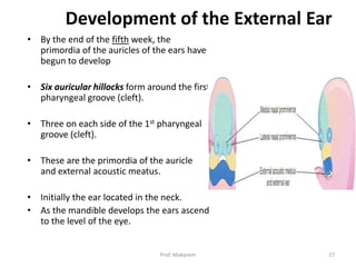 Development of the External Ear
• By the end of the fifth week, the
primordia of the auricles of the ears have
begun to develop
• Six auricular hillocks form around the first
pharyngeal groove (cleft).
• Three on each side of the 1st pharyngeal
groove (cleft).
• These are the primordia of the auricle
and external acoustic meatus.
• Initially the ear located in the neck.
• As the mandible develops the ears ascend
to the level of the eye.
Prof. Makarem 27
 