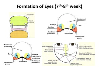 Formation of Eyes (7th-8th week)
 